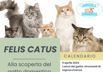 Felis Catus - Alla scoperta del gatto domestico