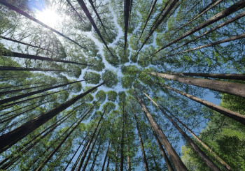 Festa dell'albero e della natura - Diamo radici al futuro