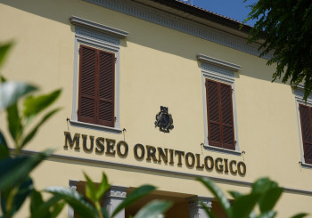 Museo ornitologico