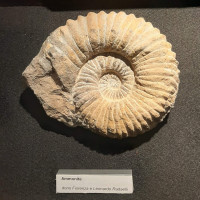 Museo geologico Cortesi